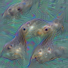 n02074367 dugong, Dugong dugon